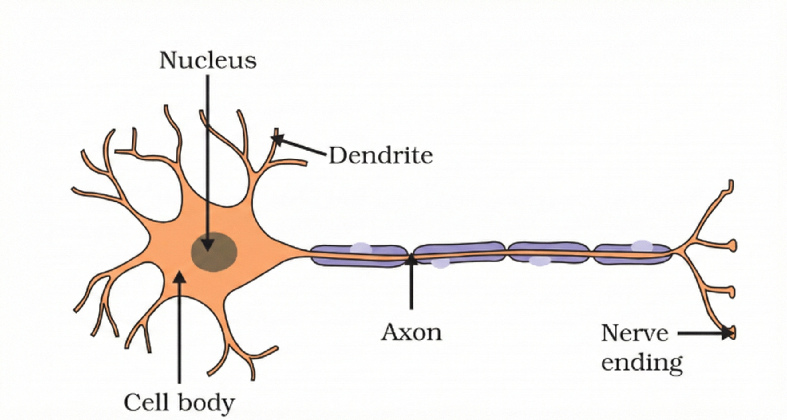 Structure of a Neuron