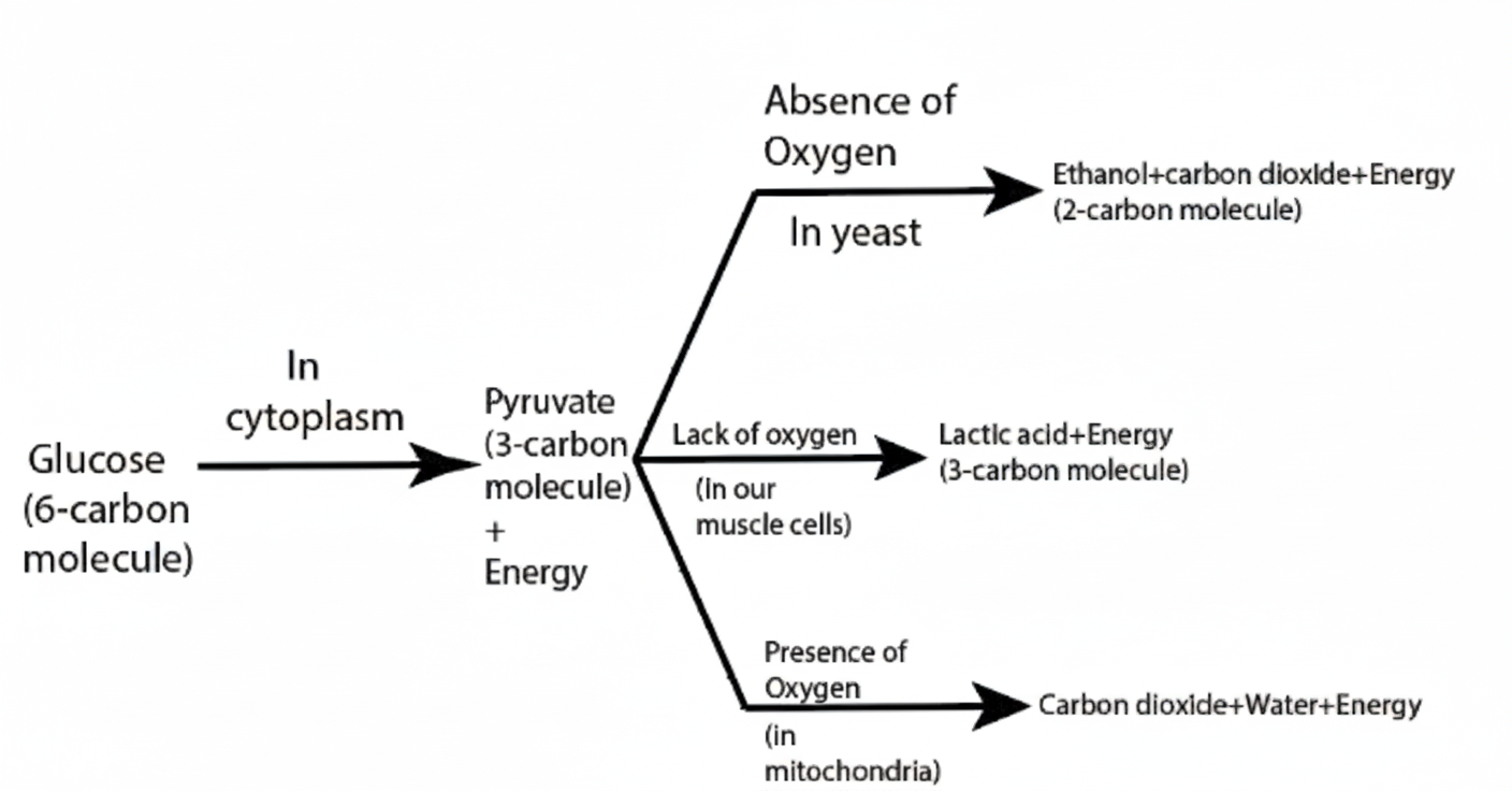 Image Created With Gemini