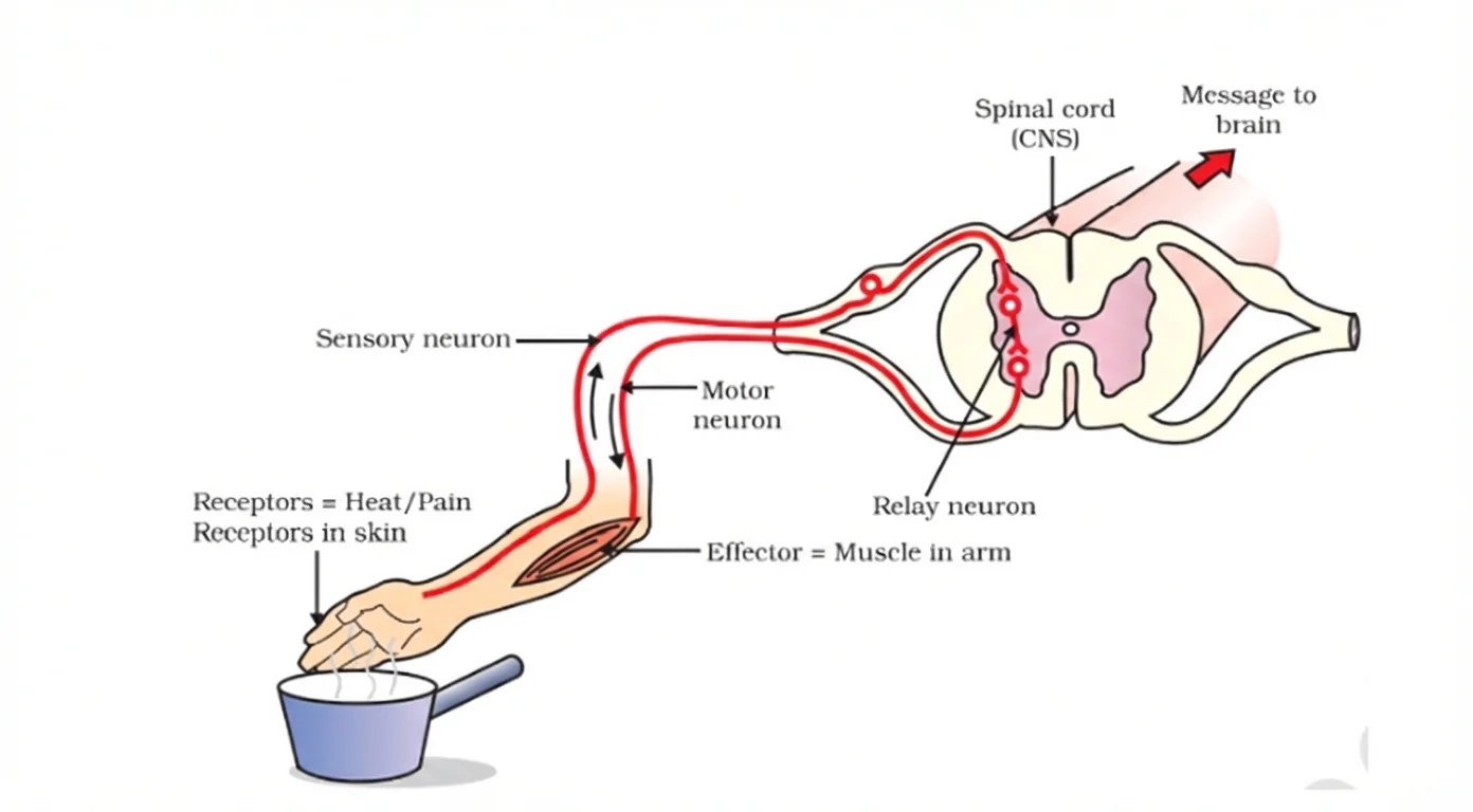 Reflex Arc