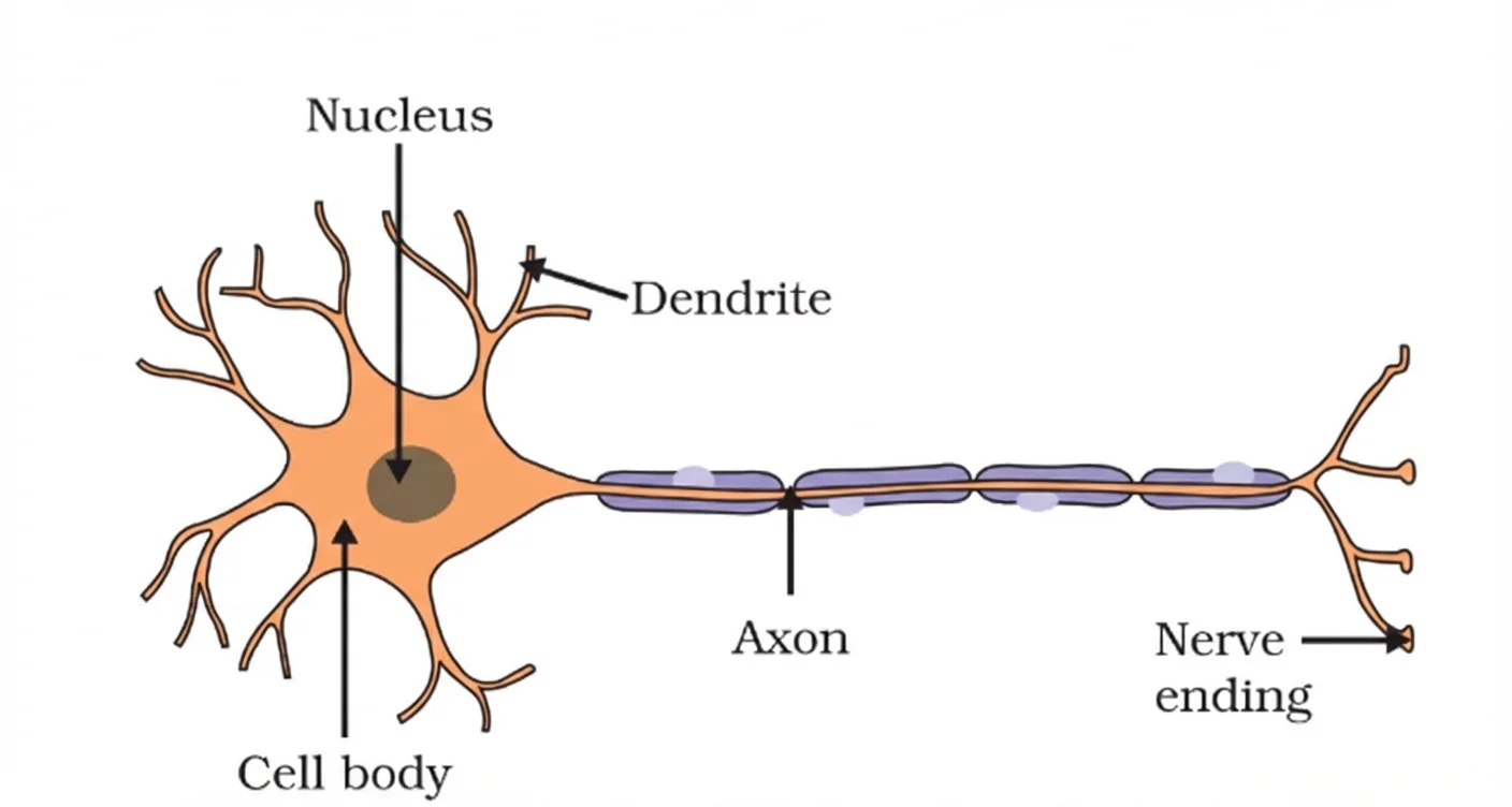 Structure of Neuron
