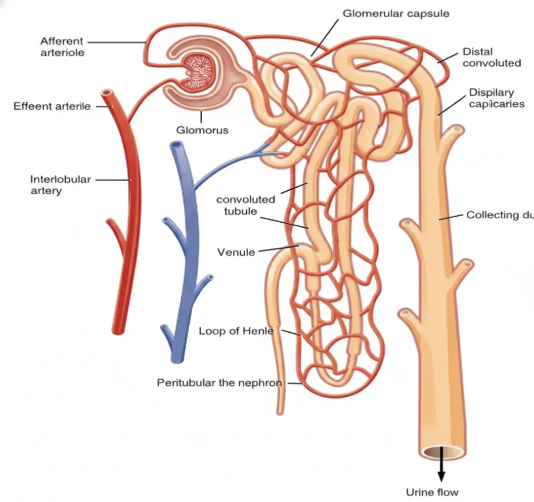 structure and the function of the nephron